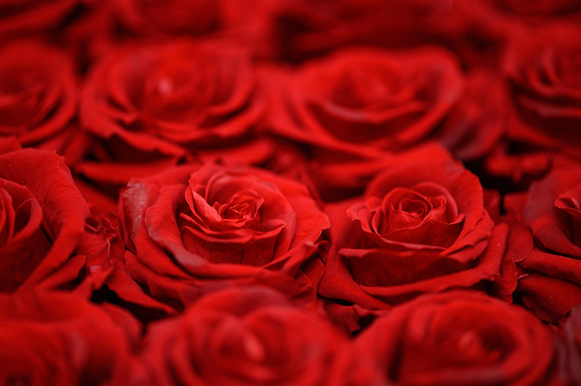 红鲜鲜的玫瑰花