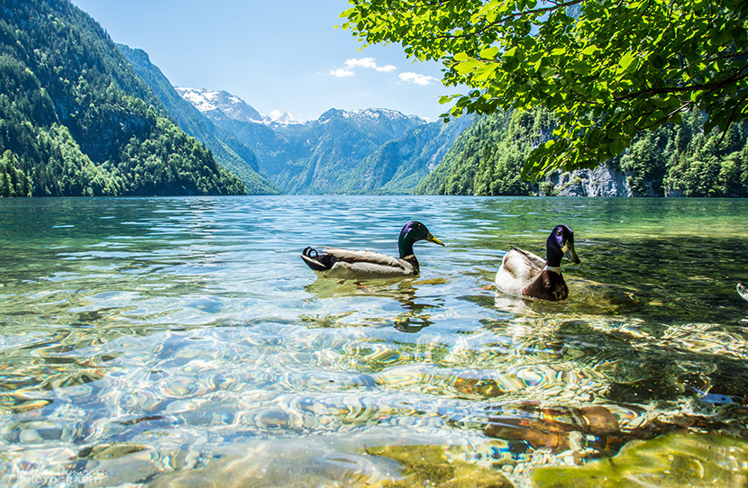 高山湖泊中的两只野鸭