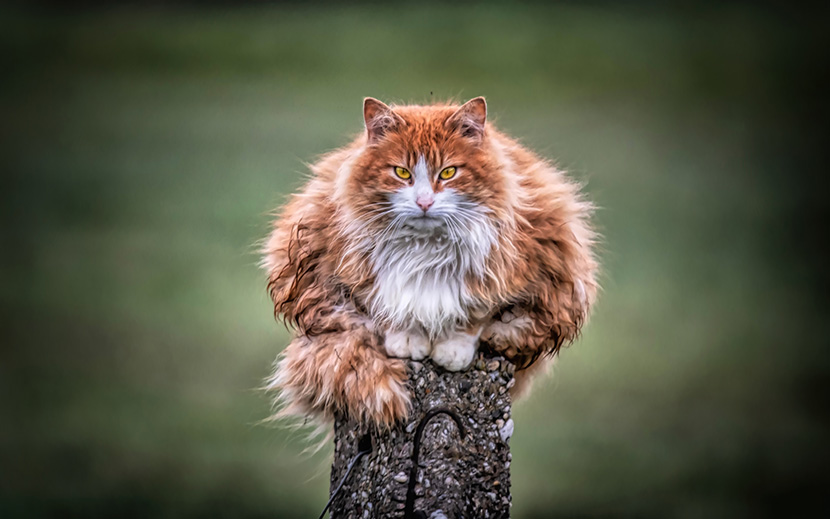 蹲在石柱上的长毛胖猫咪