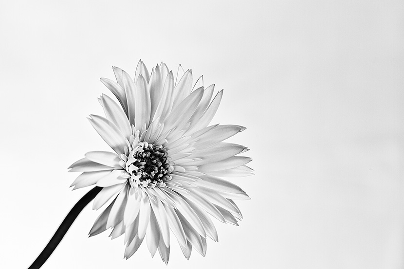 唯美的菊花黑白照