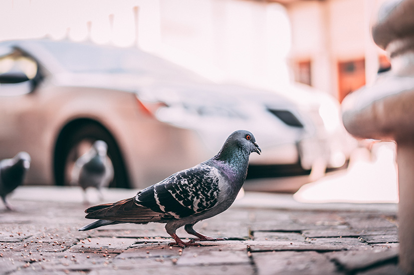 站在街边吃食的鸽子