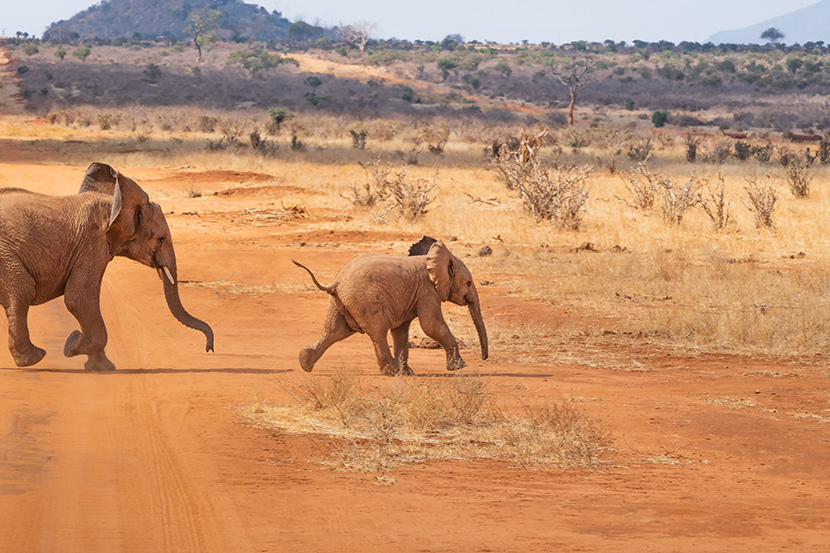 非洲大草原上的两头小象