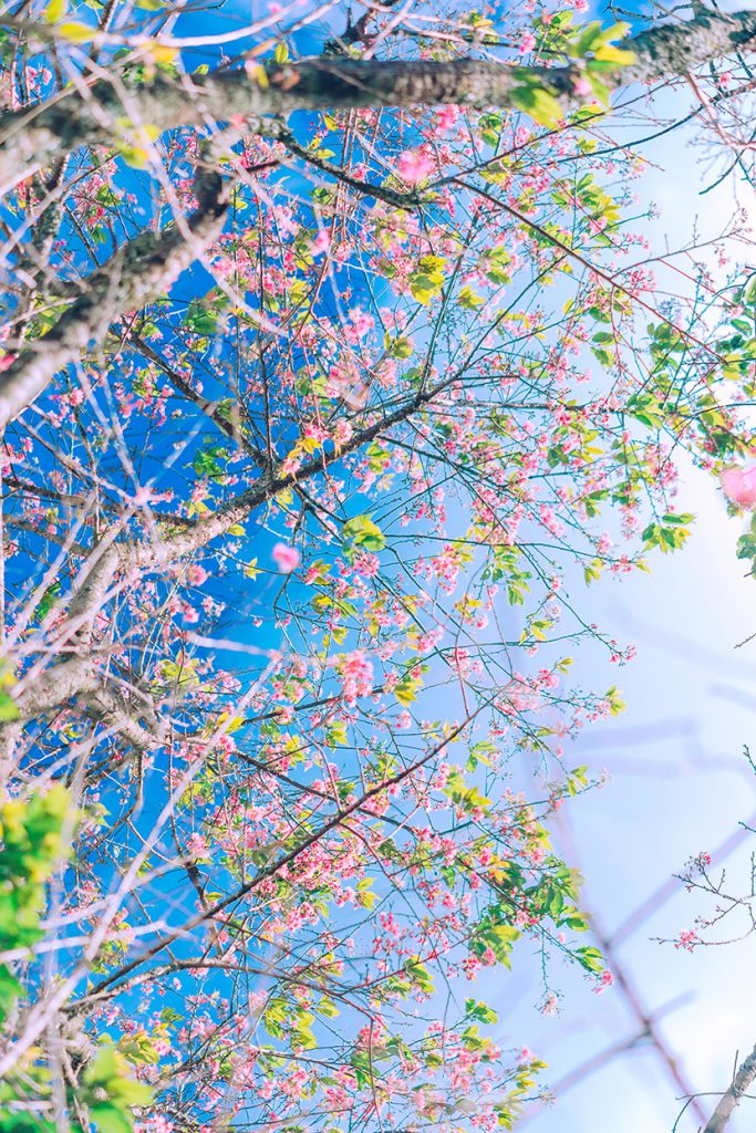 蓝天下的桃花朵朵
