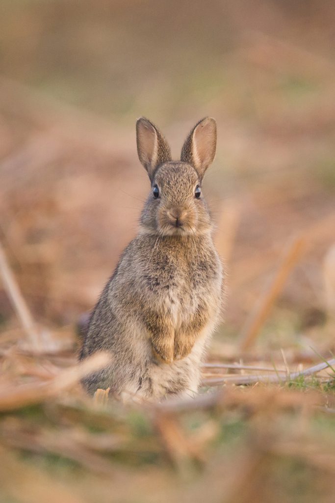 草原上的可爱小野兔