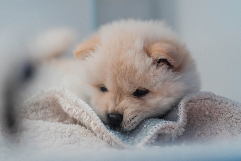 毛毯上的可爱小狗狗
