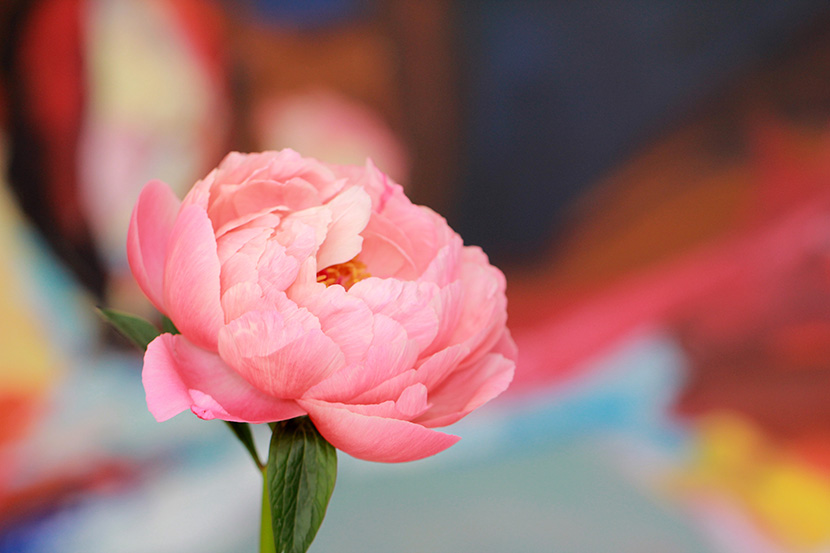 一朵粉红色的牡丹花