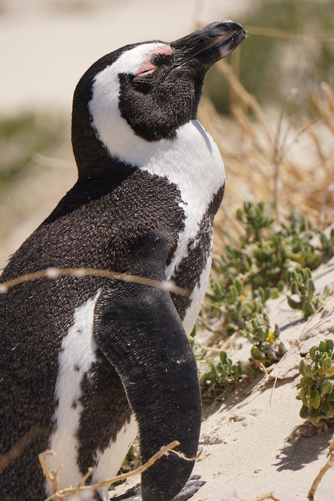在沙地上晒太阳一脸惬意的小企鹅