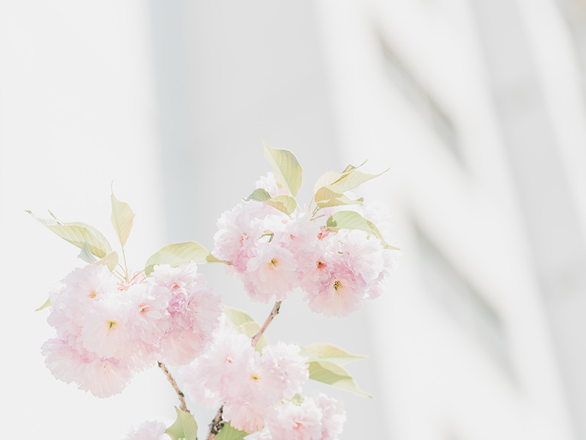 一束粉白色的樱花