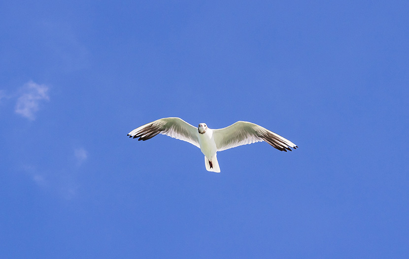 在蓝天下展翅高飞的白色小鸟海鸥