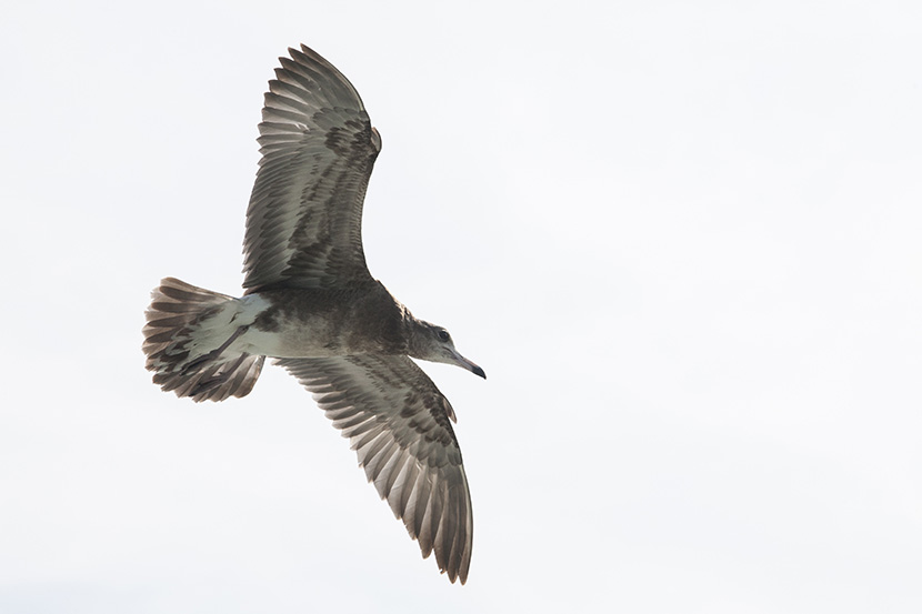 展翅飞翔的灰色海鸟