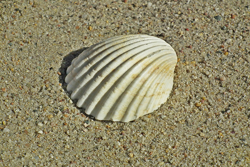 沙滩上的一个贝壳近距离特写