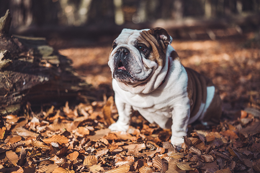 秋天落叶上的一只小沙皮狗