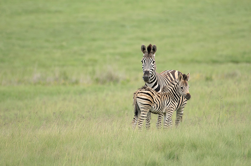 大草原上的斑马妈妈和小斑马