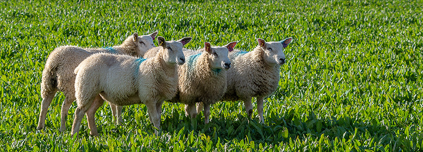草地上的四只小绵羊