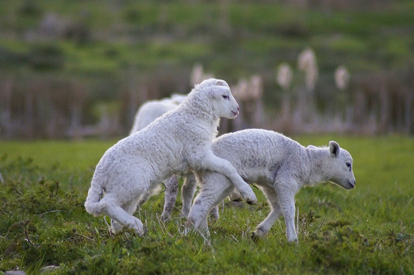 两只玩耍的小羊羔