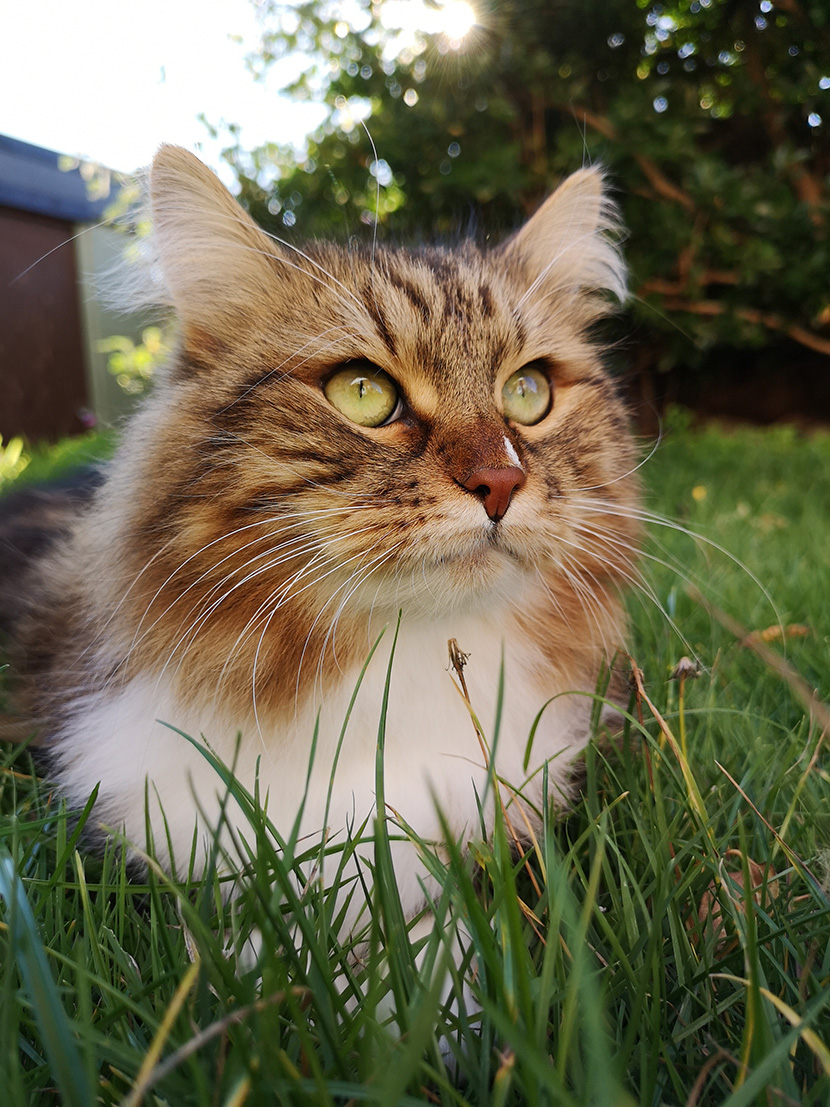 蹲在草地上的小猫咪