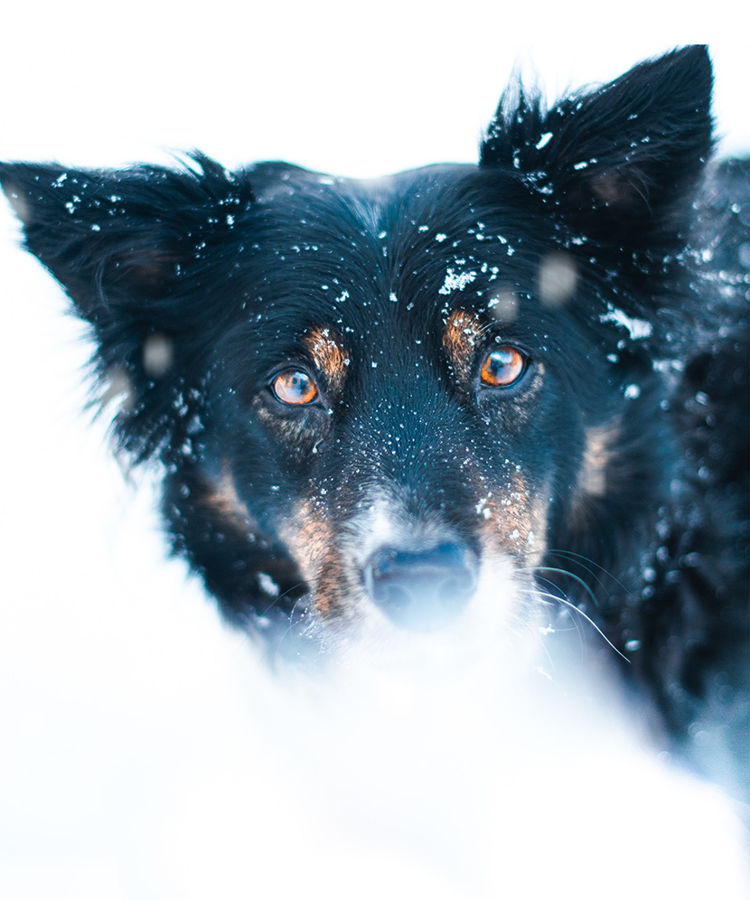 雪中的小黑狗