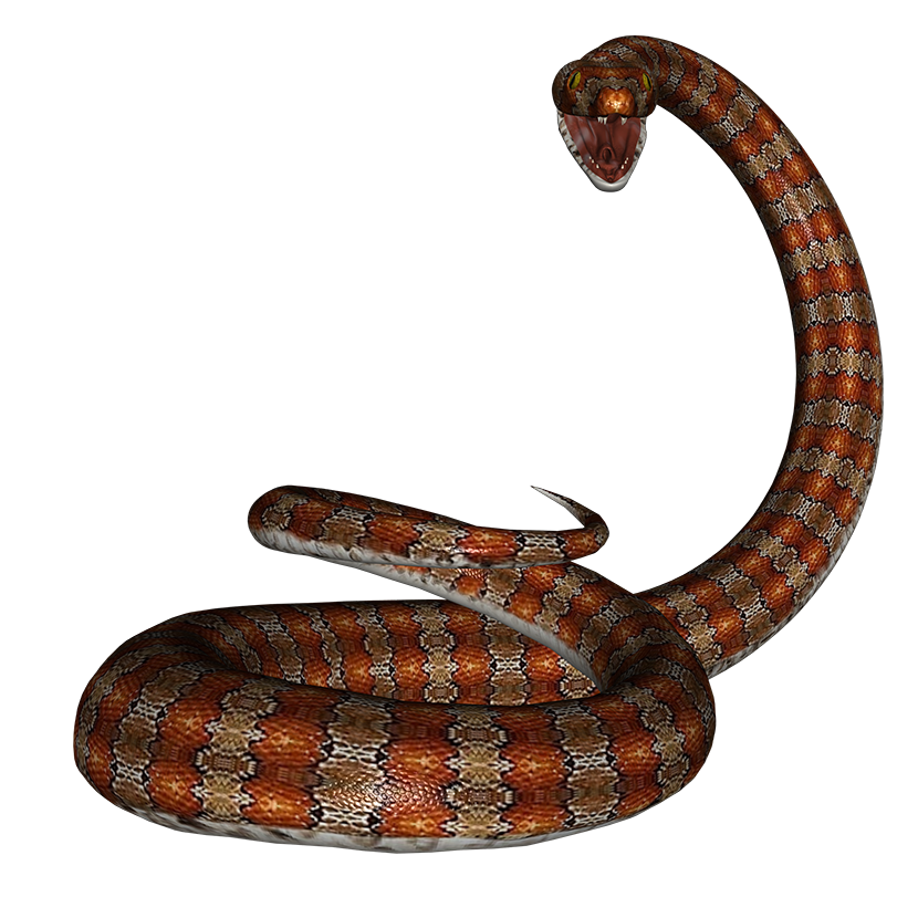 森林大蟒蛇蚺PNG免扣图