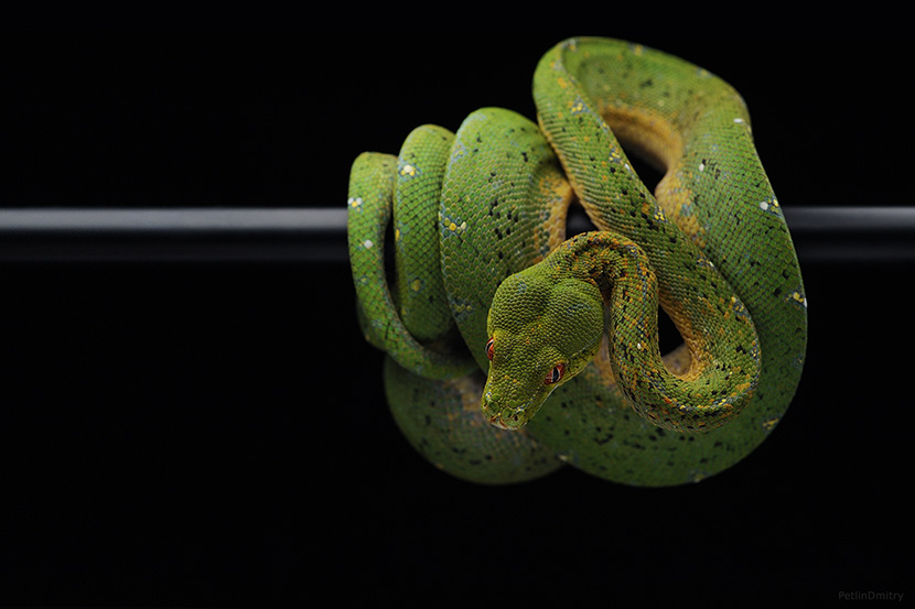 青绿色的蟒蛇