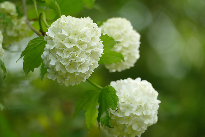 白色的绣球花