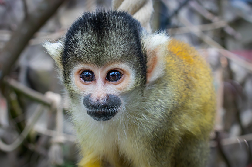 松鼠猴（学名：Saimiri sciureus），是产于南美洲的小型猴类，驯养容易，又能繁殖，是正逐渐宠物化的动物。身体纤细，尾长，毛色大部为金黄。