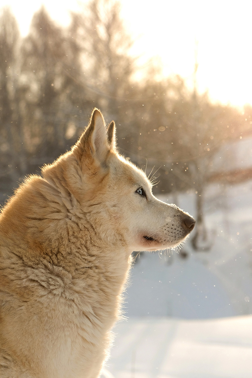 冬天冰天雪地里的狗狗鼻子上还落有雪花