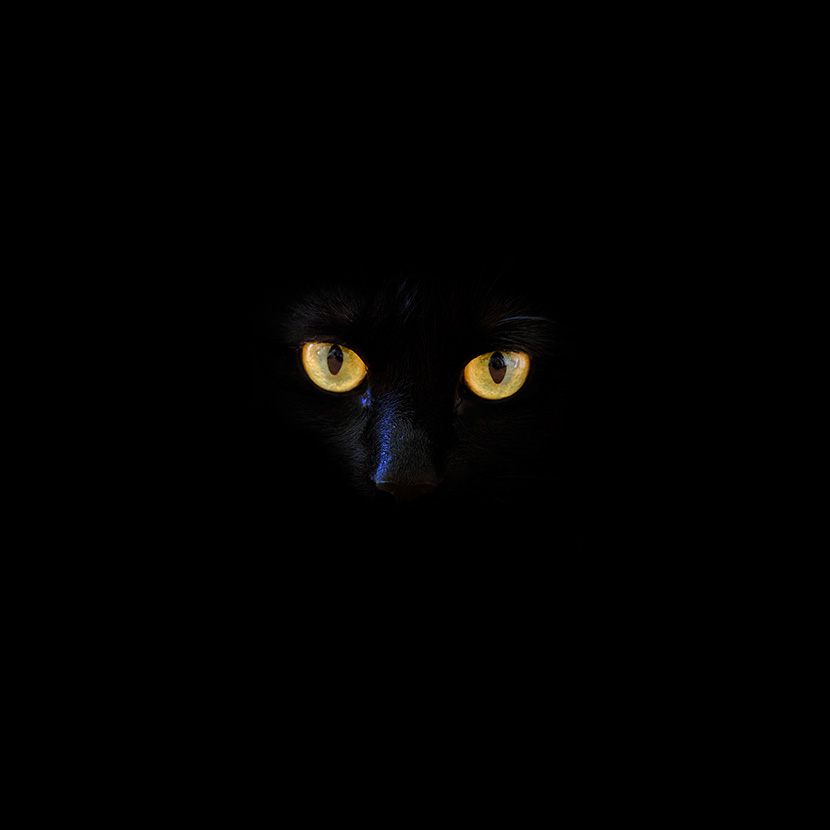 黑夜中小黑猫的眼睛