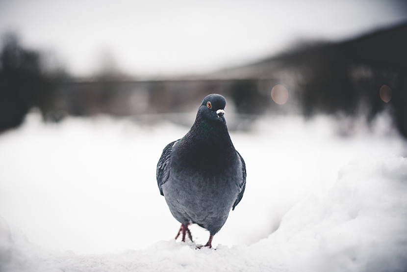 在雪地上漫步的鸽子