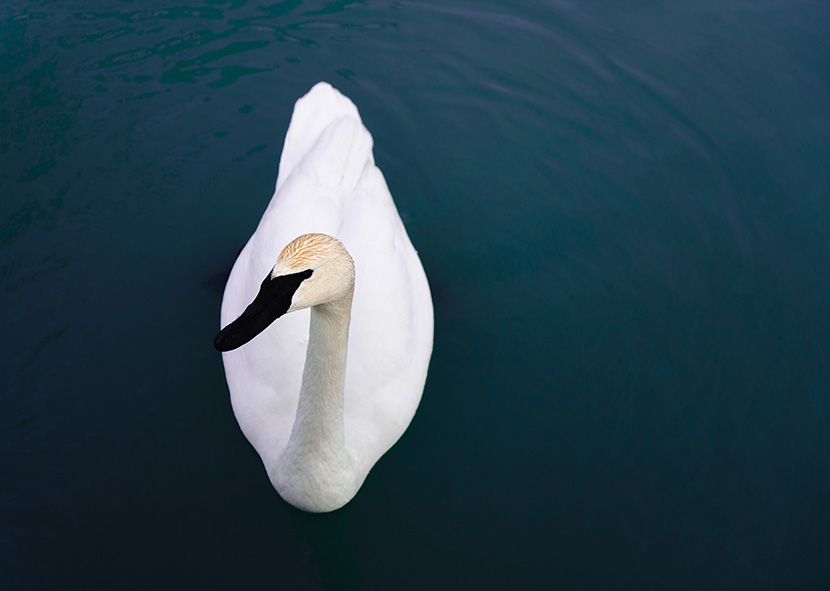 平静湖水中的黑嘴白天鹅