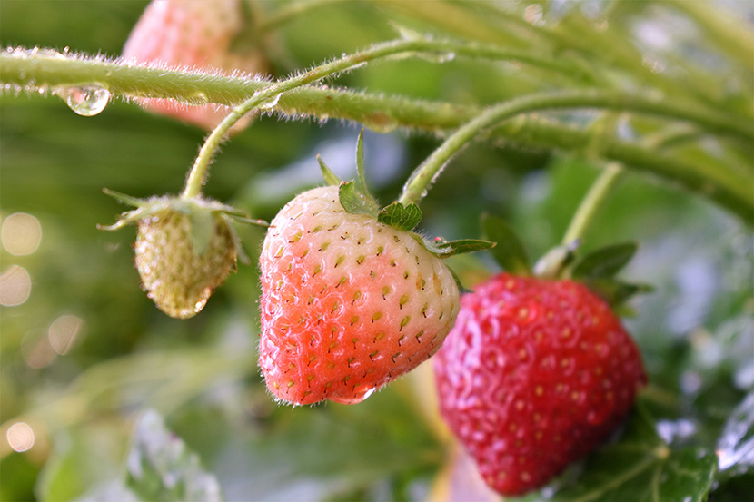 草莓的成熟过程