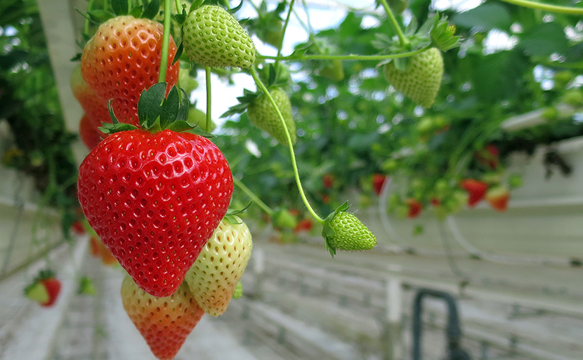 草莓园里的草莓果