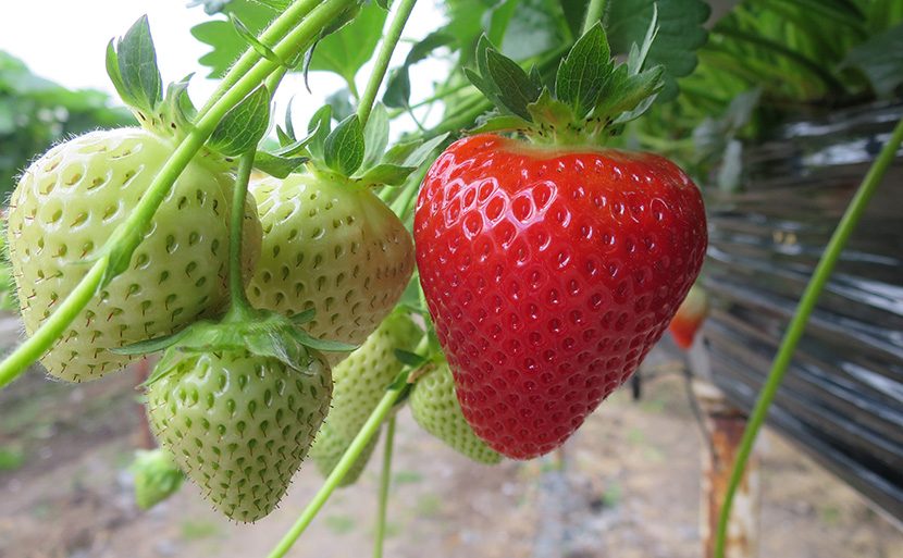 红草莓白草莓