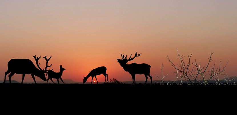夕阳下的四只驯鹿
