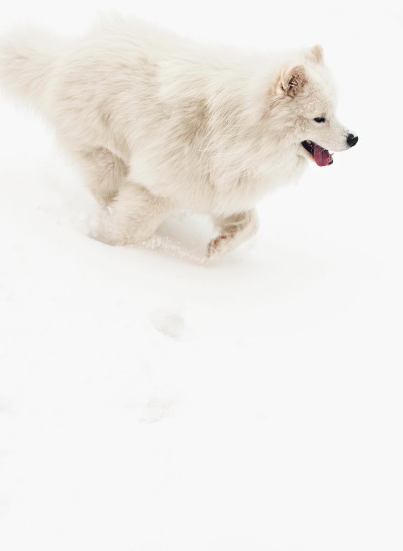 雪地上奔跑着的大白熊狗