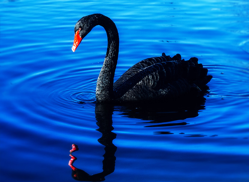 蓝色湖面上的黑天鹅