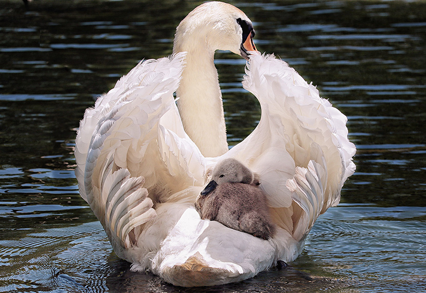 白天鹅妈妈背着小天鹅游水