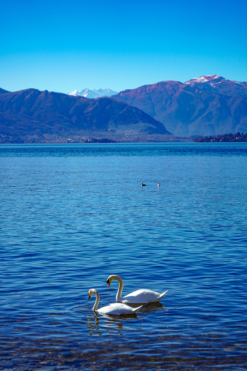 高山湖泊中的白天鹅