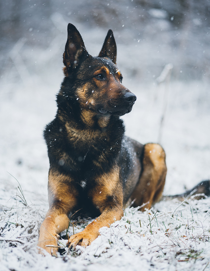 风雪中帅气的德国牧羊犬
