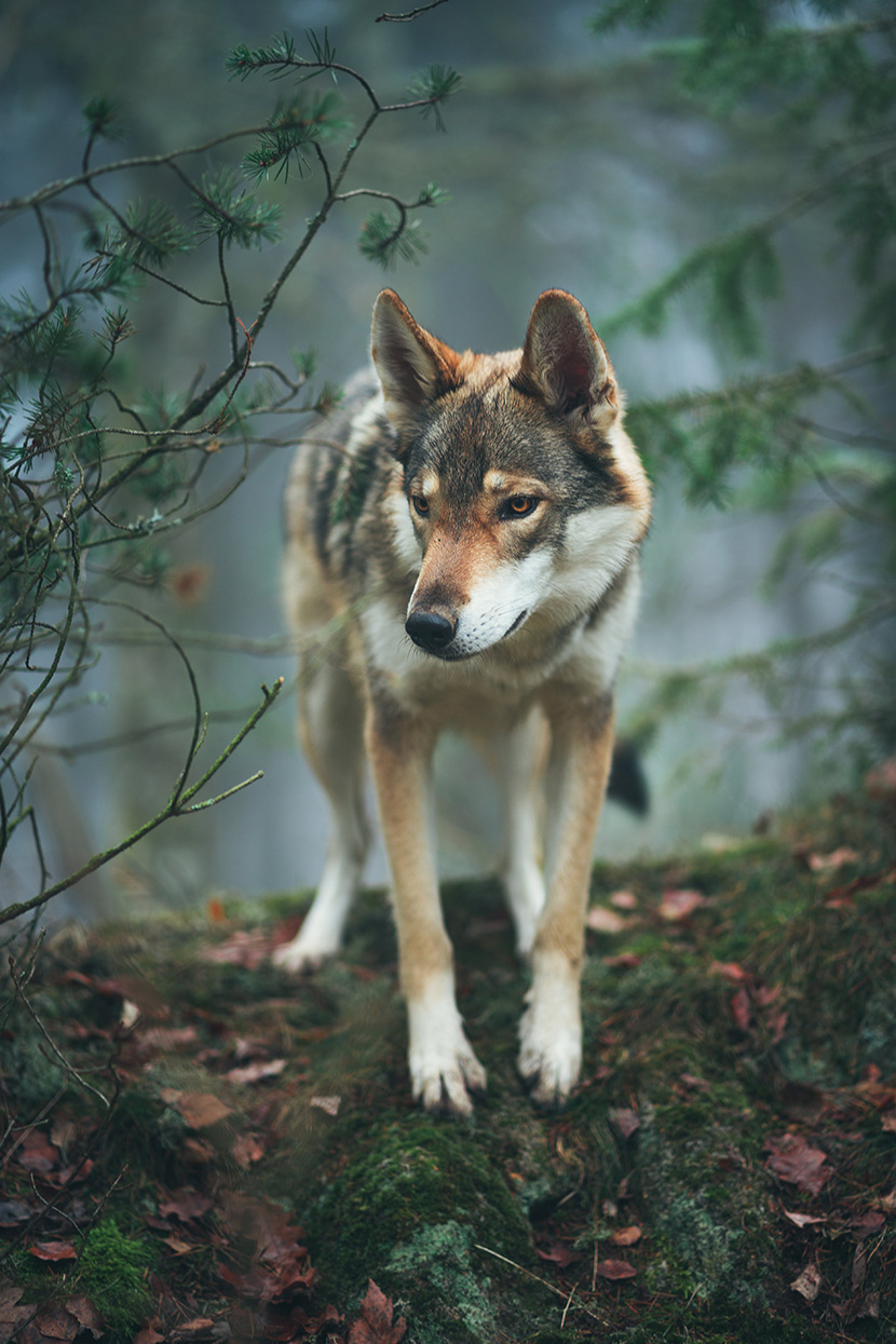 森林中的一头狼