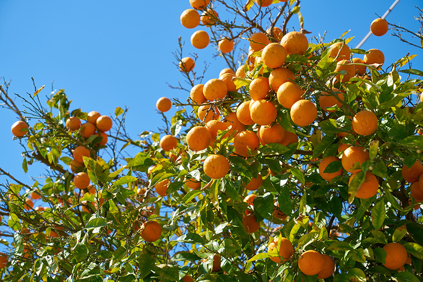 满树的桔子橙子