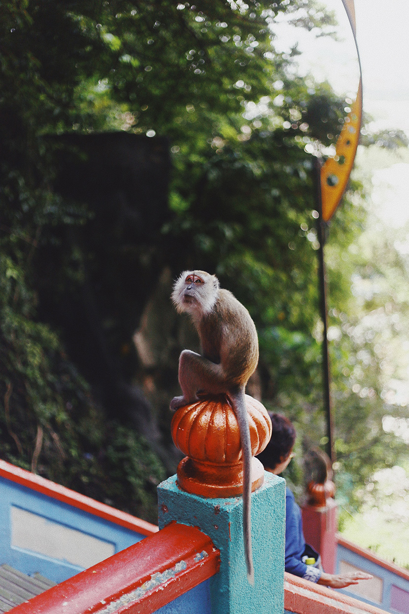 坐在扶手栏上的猴子
