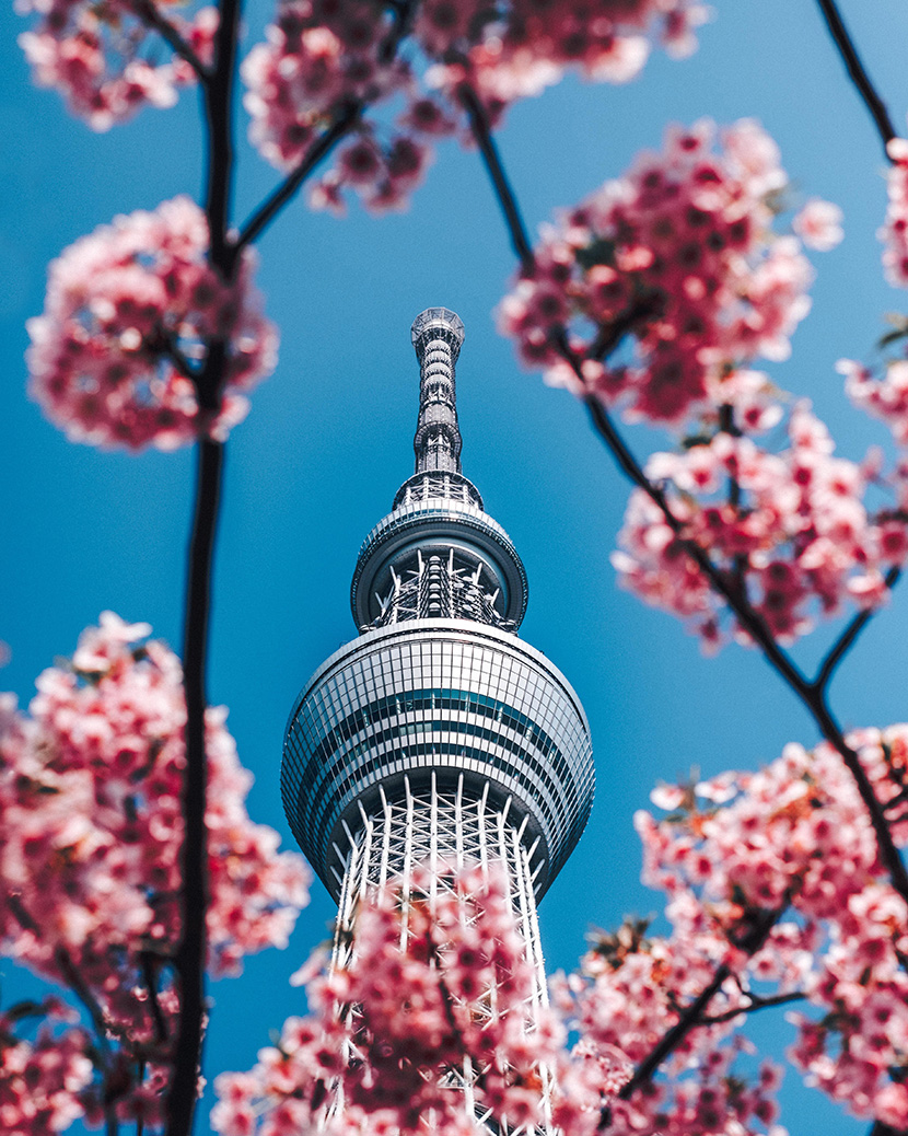 樱花丛中的日本东京铁塔