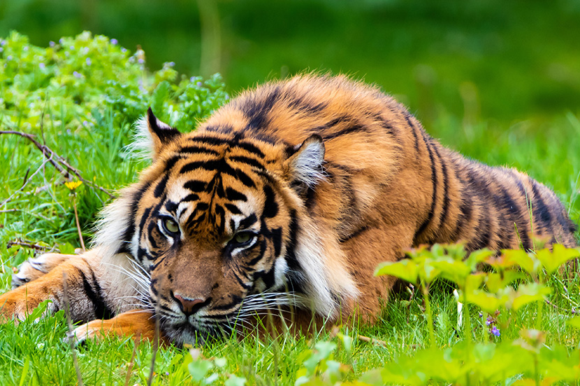 爬在草地上妩媚的大老虎