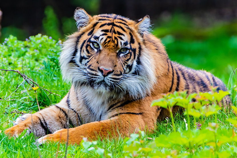 草地上的大老虎