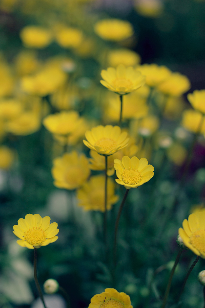 黄色的小雏菊
