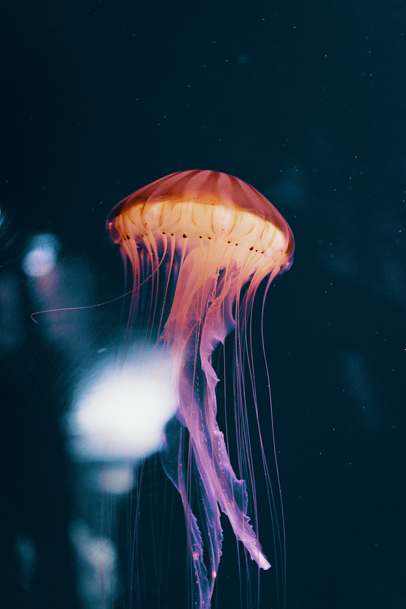深海唯美的水母