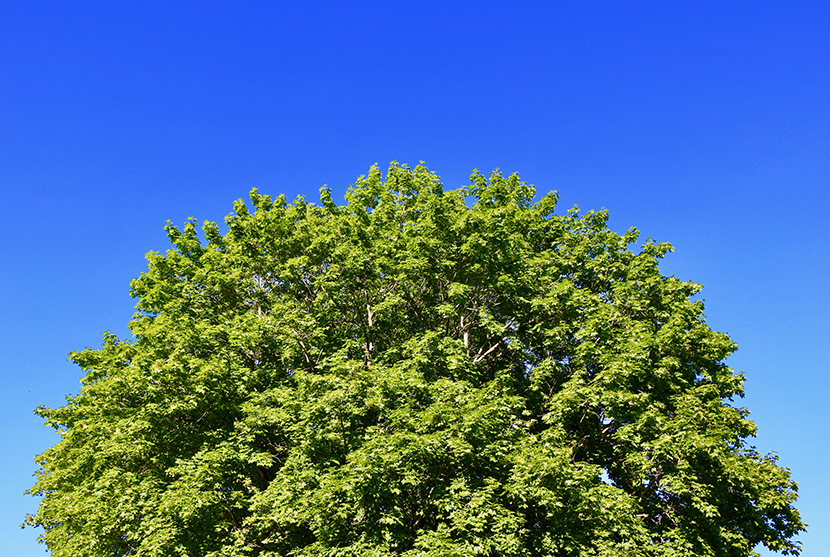 蓝天下的绿色树冠