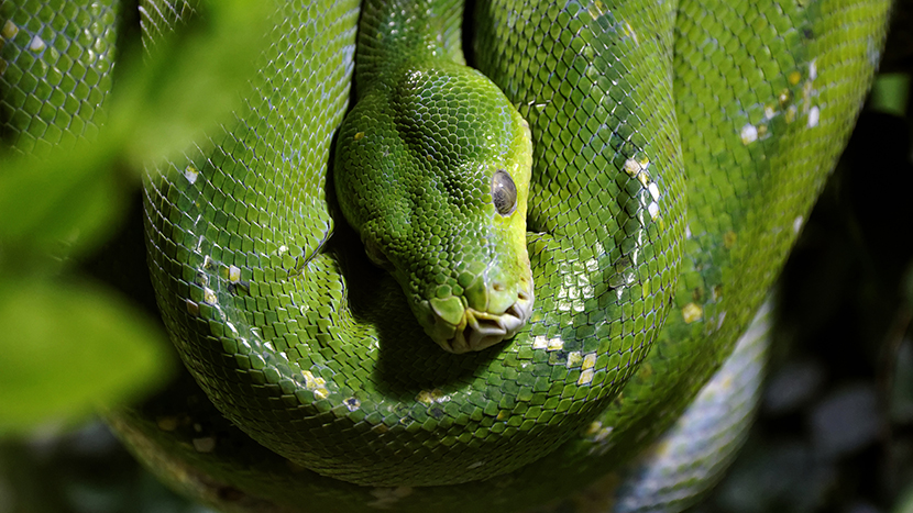 绿色的大蟒蛇
