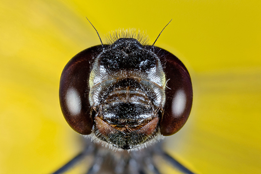 巨大的昆虫头复眼微距