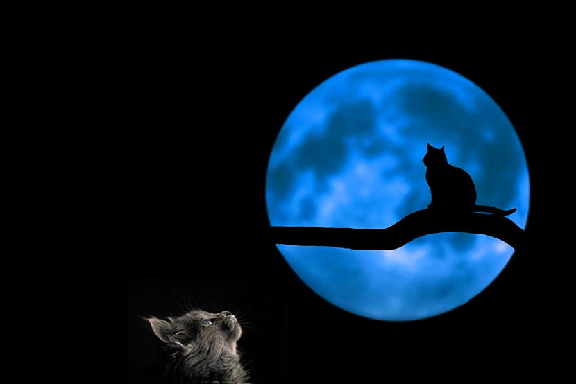 月亮上的猫咪